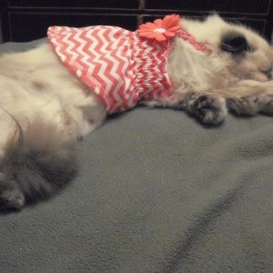 Meet your Posher, Maria